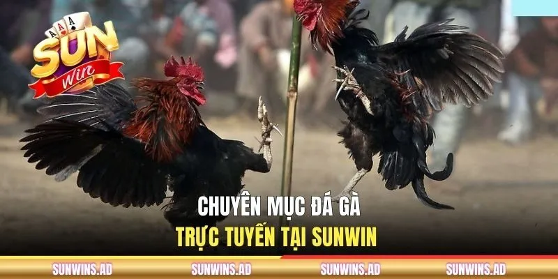 Chuyên mục đá gà trực tuyến tại SUNWIN 